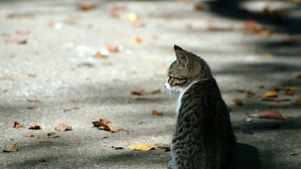 У Ратуші взялись за котів і собак
