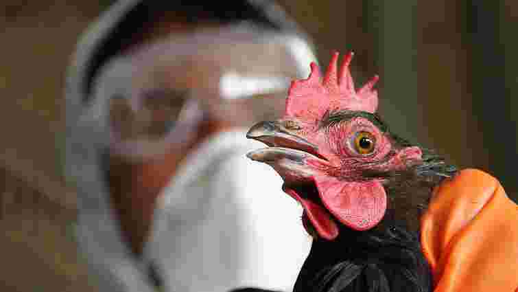 У Нідерландах зафіксовано новий спалах пташиного грипу