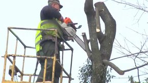 У львівському сквері Святого Юра спилюють дерева