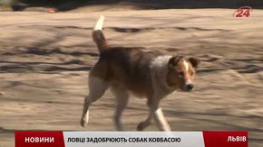 ЛКП «Лев» відловлює безпритульних собак для стерилізації