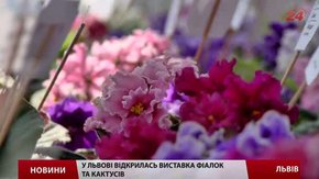 У Львові відкрилась виставка фіалок та кактусів 