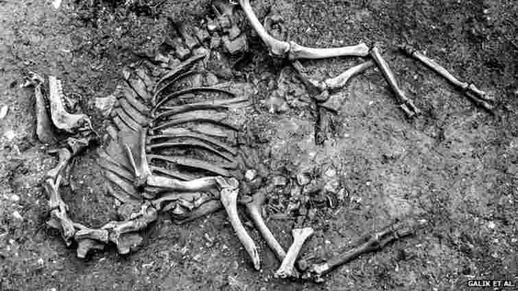 Археологи знайшли у Відні скелет бойового верблюда XVII століття
