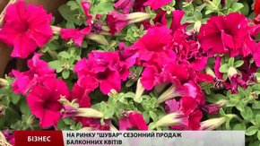 На ринку «Шувар» сезонний продаж балконних квітів 