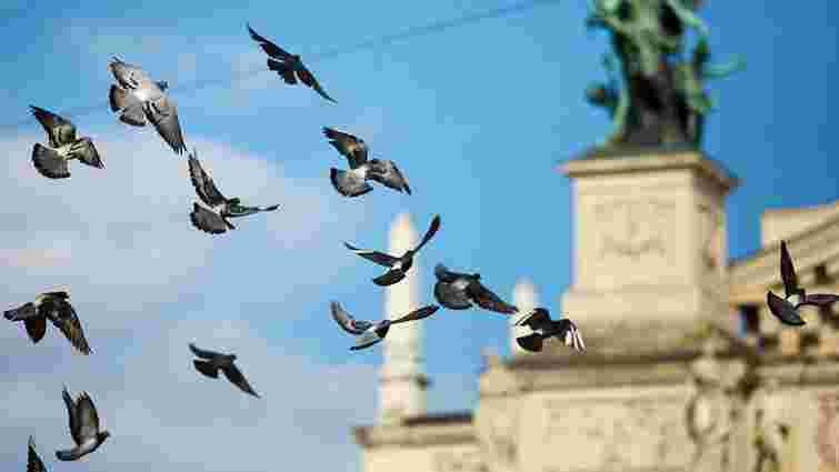Львів'ян та гостей міста закликали не підгодовувати голубів на вулицях і площах