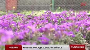 На Львівщині врожай городини через погодні умови запізниться на два тижні