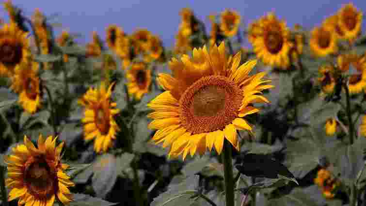 ООН: Внаслідок війни на Донбасі Україна втратила третину врожаю соняшника