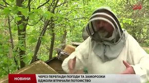 Ціна на мед цьогоріч зросте щонайменше наполовину
