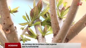 Вулицю Леся Курбаса у Львові озеленили