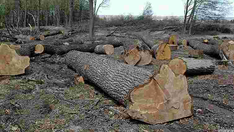 На Львівщині засудили директора лісництва, який вирубав лісу майже на ₴900 тис. 