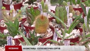 На виставці квітів у Львові запрезентовано сотні фіалок і кактусів