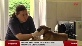В ЛКП «Лев» буде сучасна лабораторія та адоптаційний центр