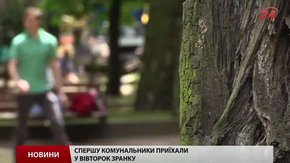 Каштани на площі Святого Юра у Львові зрізали невідомі