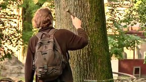 Львів’яни, щоб вберегти сквер Святого Юра від вирубки, процвяхували дерева