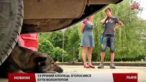 У Львові на кожного безпритульного пса – «особисте досьє»