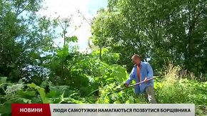 Міський голова Перемишлян придумав як боротися з борщівником