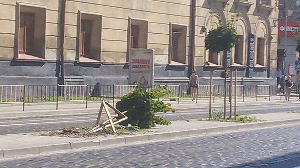 У центрі Львова викорчували посаджене волонтерами дерево