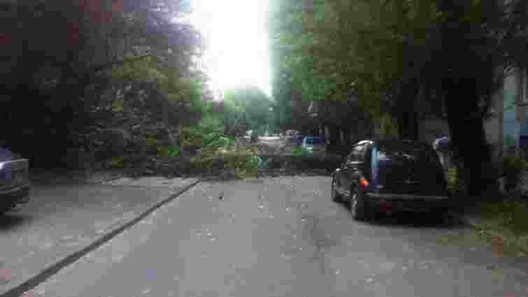 Внаслідок сильного вітру на проїжджу частину вул. Конотопської у Львові впало дерево