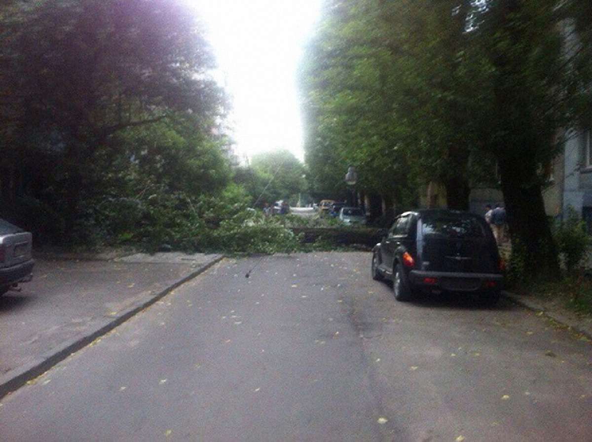 Внаслідок сильного вітру на проїжджу частину вул. Конотопської у Львові впало дерево