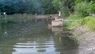 У львівському парку «Погулянка» невідомі спустили воду із озера