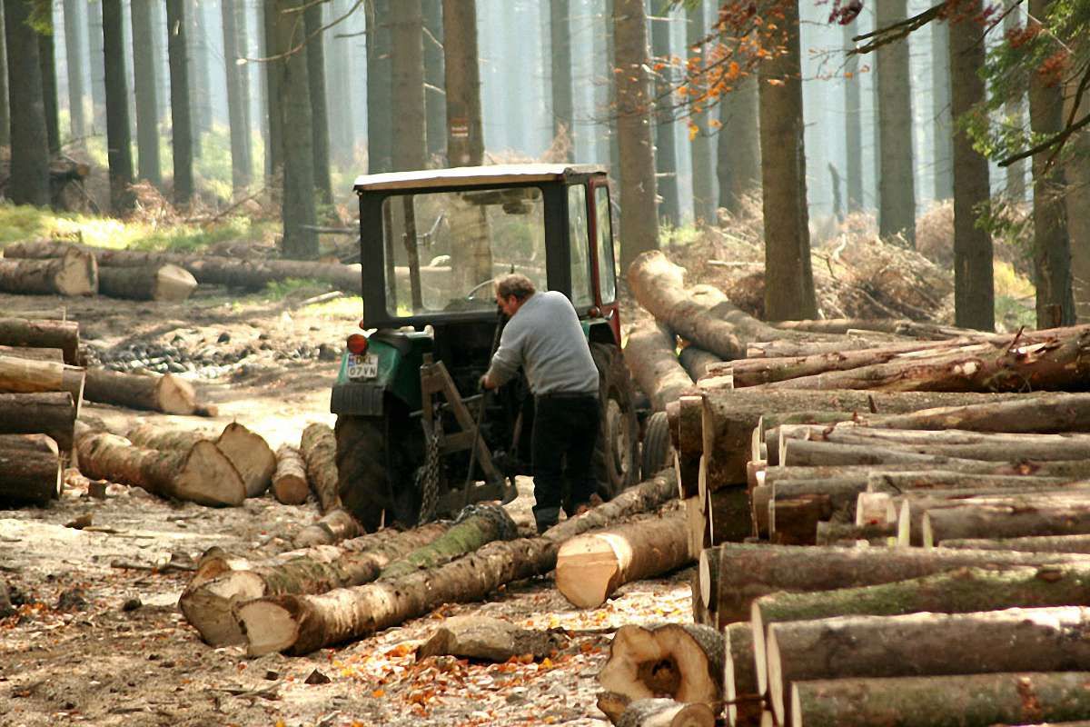 Порошенко схвалив десятирічний мораторій на експорт лісу