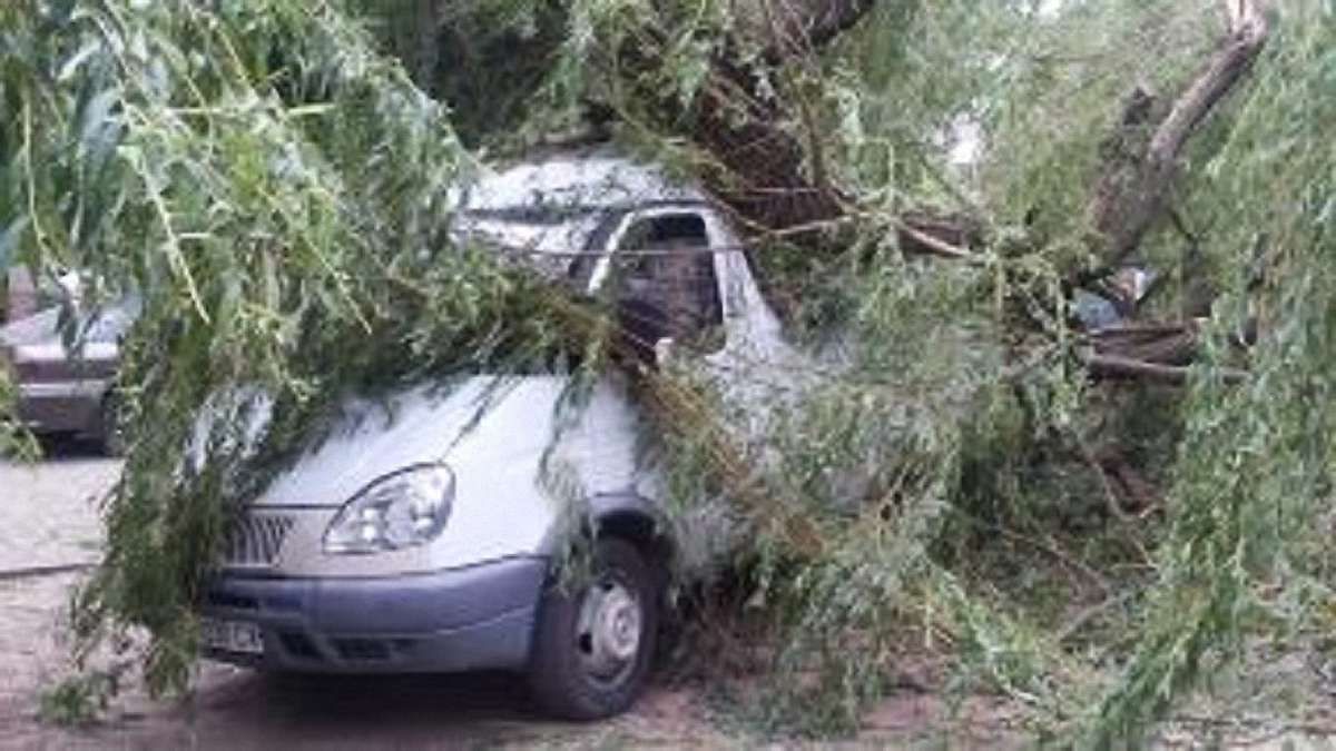На вулиці Симоненка у Львові стара верба впала на дві автівки