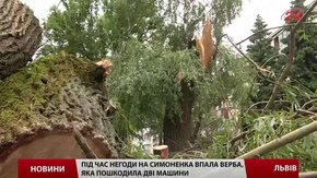 Негода у Львові найчастіше валить дерева у Франківському районі 