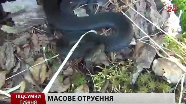 Підсумки тижня 11.07