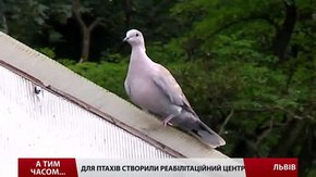 Для птахів у Львові створили реабілітаційний центр 