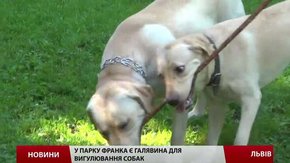 У Львові встановлять смітники для собачих фекалій