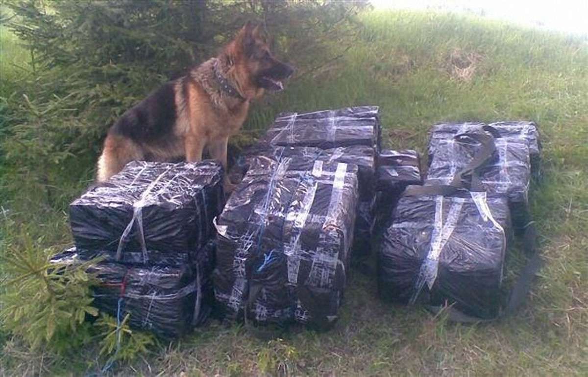 Закарпатські прикордонники вилучили 5 тисяч контрафактних пачок сигарет зі Львова