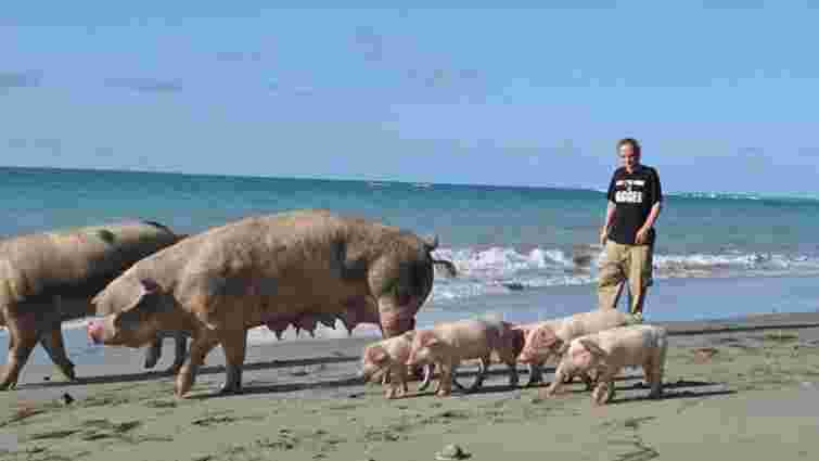 Уряд дозволив санстанції перевіряти свинарів
