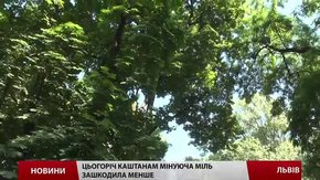 Цьогоріч каштани у Львові не вакцинуватимуть від молі