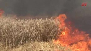 У Кам’янка-Бузькому районі мало не згоріли пшеничні поля