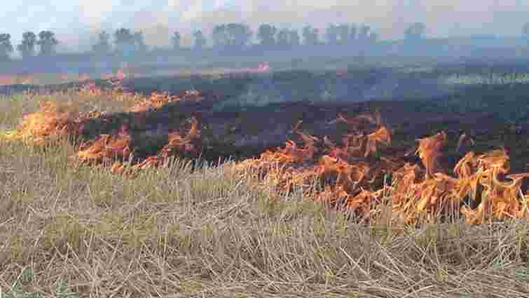 На Житомирщині згоріло близько 80 га пшениці