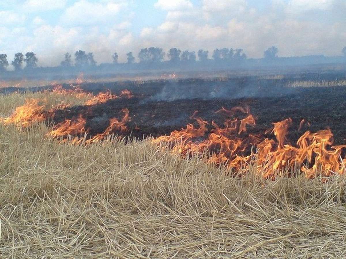 На Житомирщині згоріло близько 80 га пшениці