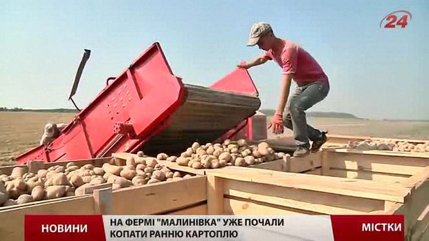 Через спекотне літо селяни Львівщини нарікають на неврожай
