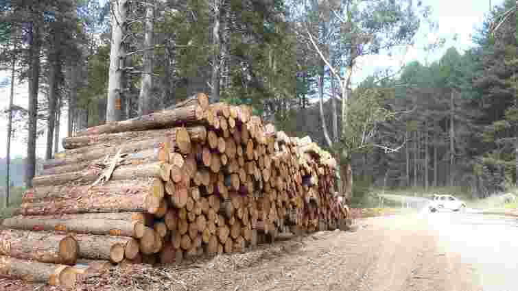 Москаль достроково заборонив експорт лісу із Закарпаття