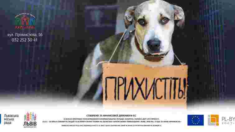 У Львові з'являться білборди із зображеннями безпритульних собак
