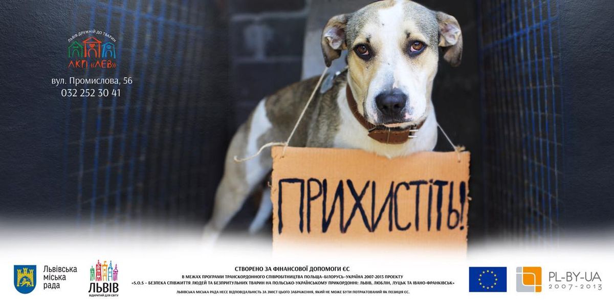 У Львові з'являться білборди із зображеннями безпритульних собак
