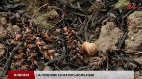 На Львівщині чоловік підпалив свою траву, а згоріло 15 га чужої пшениці