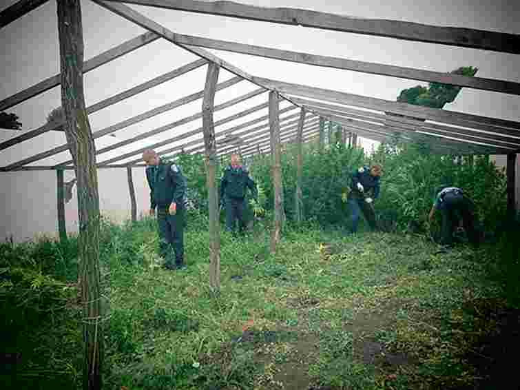 У Чернігівській області виявили плантацію коноплі на 1,5 млн грн.
