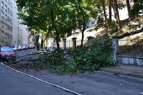 У Львові на школярів після урочистостей мало не впало аварійне дерево
