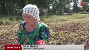 Картопля на Львівщині цьогоріч дешевою не буде