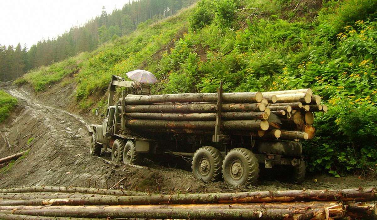 На Закарпатті вирубують букові ліси, які належать до спадщини ЮНЕСКО
