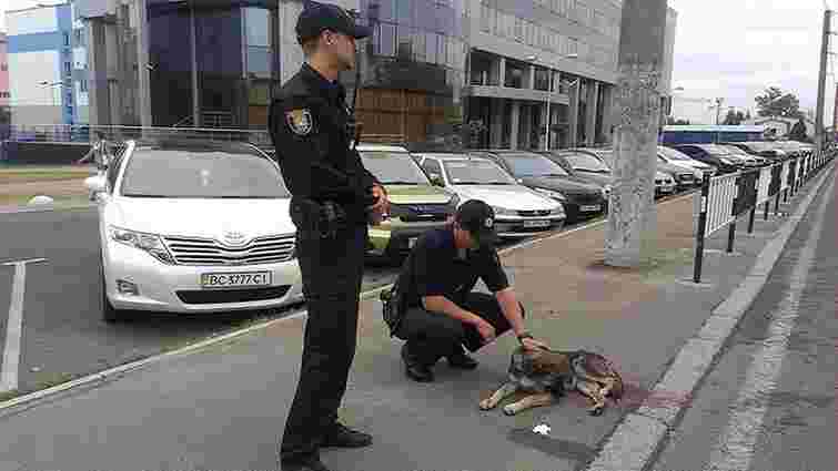 У Львові патрульні поліцейські надали допомогу травмованому собаці