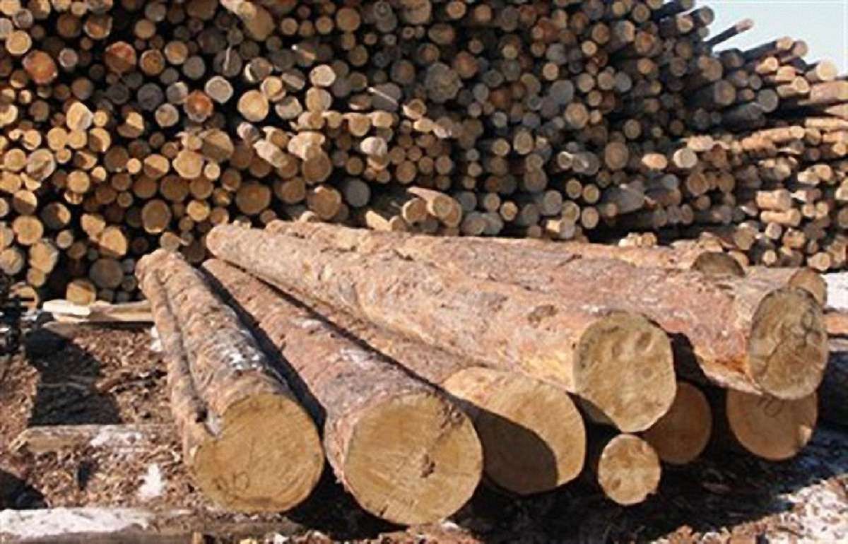 Незаконну вирубку лісів на Львівщині контролюватимуть за допомогою GPS