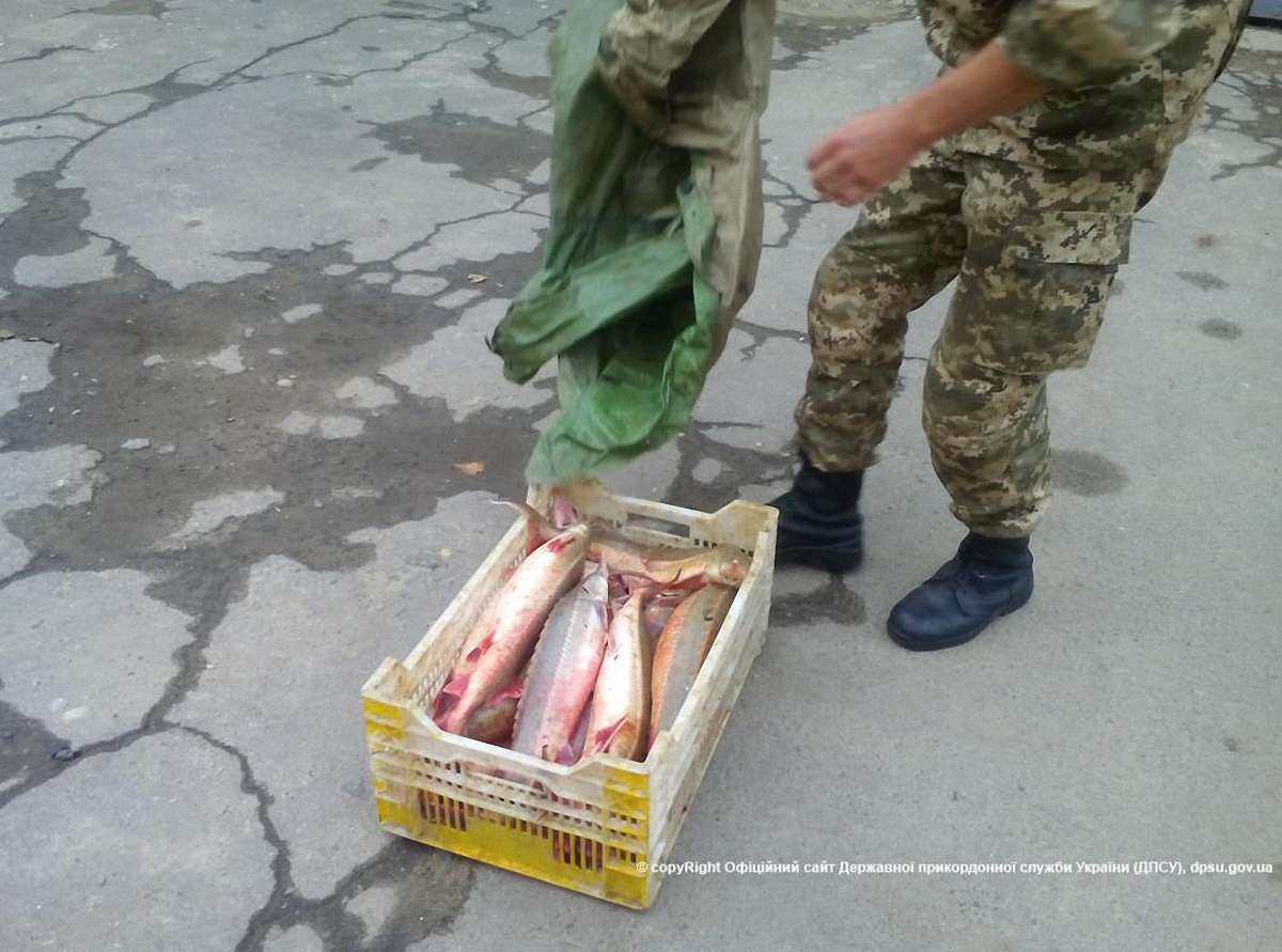 На Одещині затримали браконьєрів, які наловили риби на ₴750 тис.