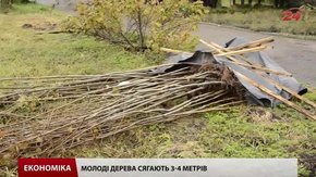 Цієї осені у Львові висадять понад дві тисячі молодих дерев