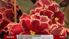 У Львові відкрилась виставка фіалок і сукулентів