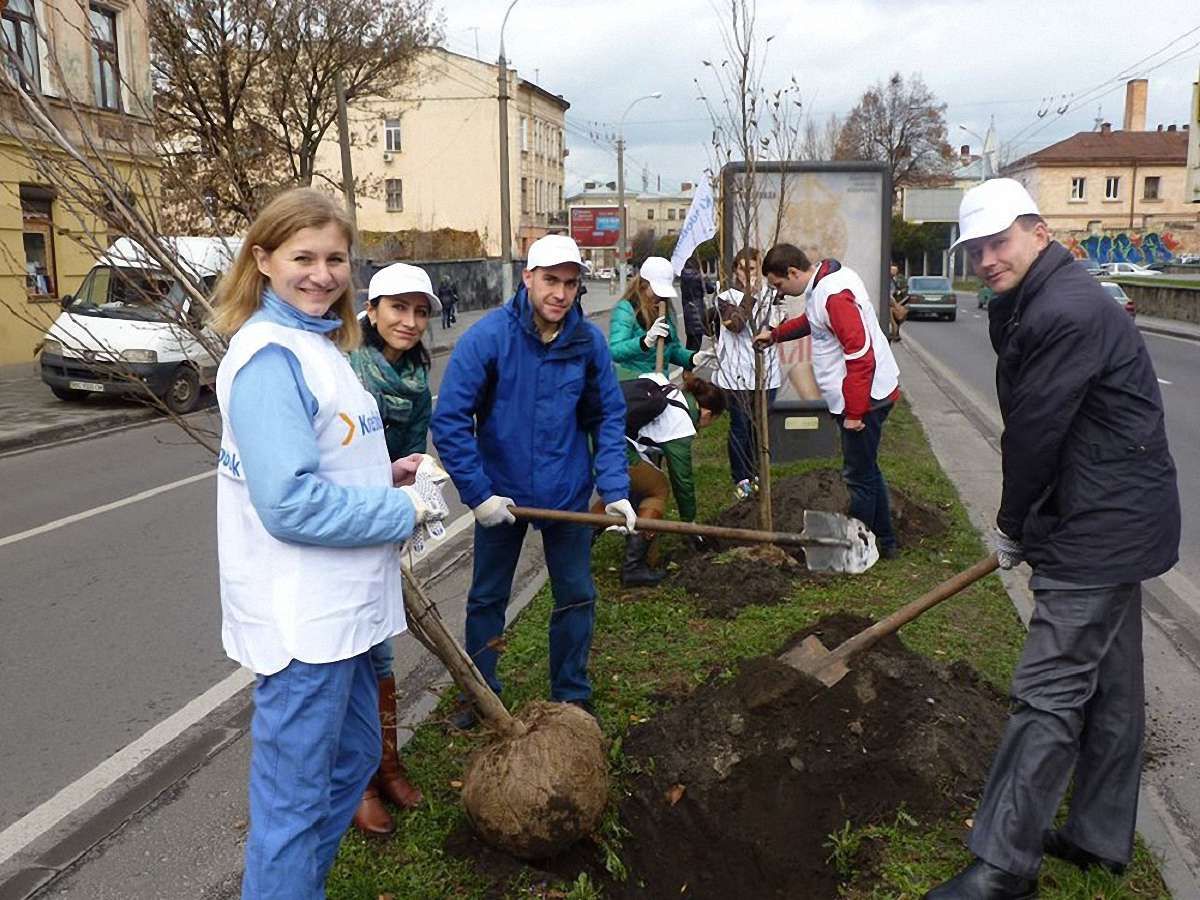 На проспекті Чорновола у Львові висадили алею грабів